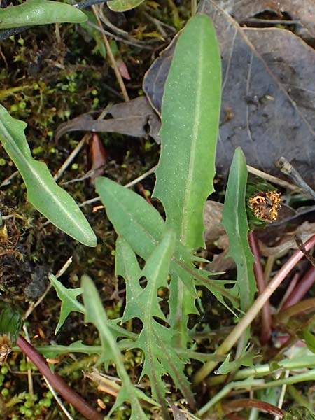Taraxacum pollichii \ Pollichs L�wenzahn / Pollich's Dandelion, D  8.4.2024