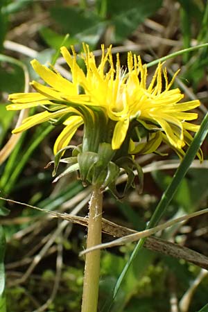 Taraxacum plumbeum agg. ? \ Fr�nkischer Schwielen-L�wenzahn / Franconian Lesser Dandelion, D Karlsruhe-Daxlanden 8.4.2024
