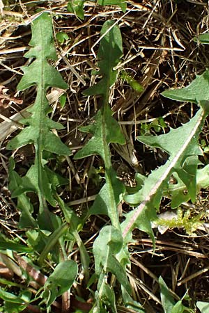 Taraxacum plumbeum agg. ? \ Fr�nkischer Schwielen-L�wenzahn / Franconian Lesser Dandelion, D Karlsruhe-Daxlanden 8.4.2024