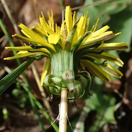 Taraxacum plumbeum agg. ? \ Fr�nkischer Schwielen-L�wenzahn / Franconian Lesser Dandelion, D Karlsruhe-Daxlanden 8.4.2024