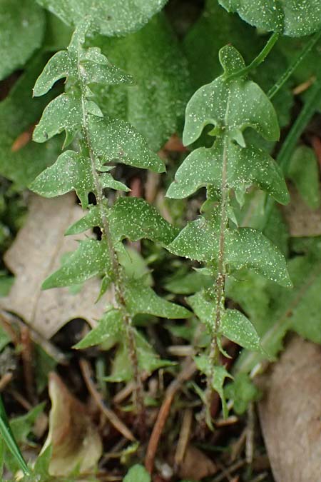 Taraxacum tortilobum \ Gedrehtlappiger L�wenzahn / Twisted-Lobed Dandelion, D Hockenheim 8.4.2024