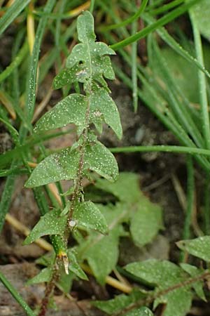 Taraxacum tortilobum \ Gedrehtlappiger L�wenzahn / Twisted-Lobed Dandelion, D Hockenheim 8.4.2024