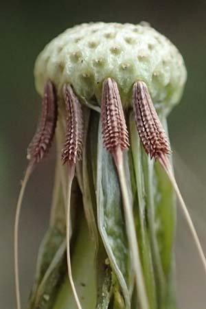 Taraxacum plumbeum agg. ? \ Fr�nkischer Schwielen-L�wenzahn / Franconian Lesser Dandelion, D Mannheim-Blumenau 27.4.2024