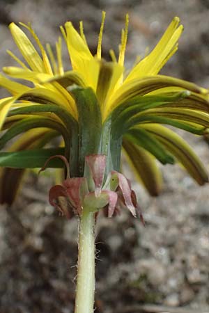 Taraxacum plumbeum agg. ? \ Fr�nkischer Schwielen-L�wenzahn / Franconian Lesser Dandelion, D Mannheim-Blumenau 27.4.2024