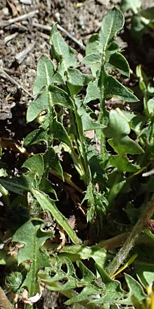 Taraxacum plumbeum agg. \ Fr�nkischer Schwielen-L�wenzahn / Franconian Lesser Dandelion, D Graben-Neudorf 7.4.2025