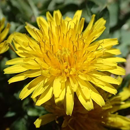 Taraxacum plumbeum agg. \ Fr�nkischer Schwielen-L�wenzahn / Franconian Lesser Dandelion, D Graben-Neudorf 7.4.2025