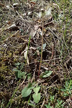 Taraxacum sp.aff. proximum \ Schwielen-L�wenzahn / Lesser Dandelion, D Schwetzingen 22.4.2025