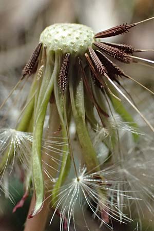 Taraxacum sp.aff. proximum \ Schwielen-L�wenzahn / Lesser Dandelion, D Schwetzingen 22.4.2025