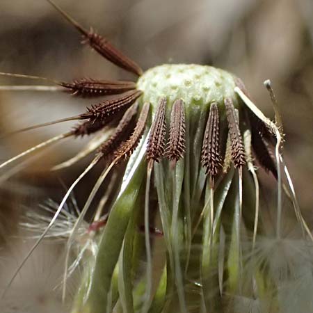 Taraxacum sp.aff. proximum \ Schwielen-L�wenzahn / Lesser Dandelion, D Schwetzingen 22.4.2025