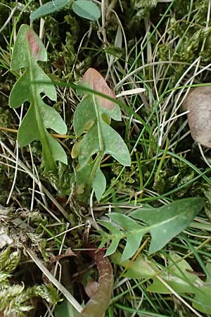 Taraxacum plumbeum agg. \ Fr�nkischer Schwielen-L�wenzahn / Franconian Lesser Dandelion, D Graben-Neudorf 23.4.2025