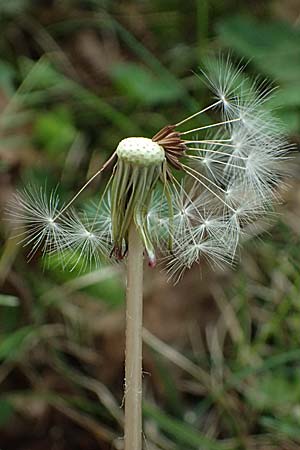 Taraxacum plumbeum agg. \ Fr�nkischer Schwielen-L�wenzahn / Franconian Lesser Dandelion, D Graben-Neudorf 23.4.2025