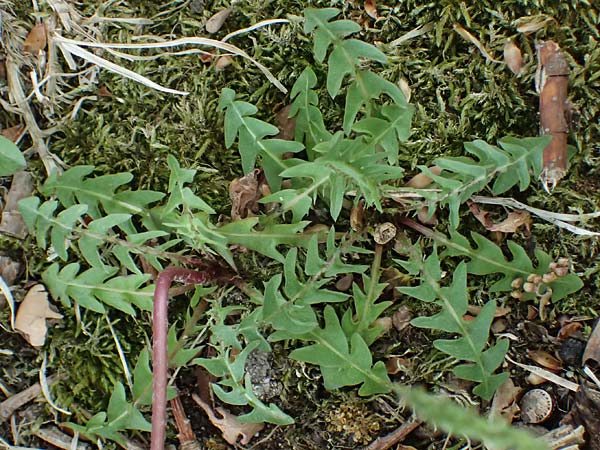 Taraxacum plumbeum agg. \ Fr�nkischer Schwielen-L�wenzahn / Franconian Lesser Dandelion, D Graben-Neudorf 23.4.2025