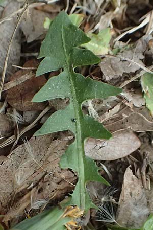 Taraxacum plumbeum agg. \ Fr�nkischer Schwielen-L�wenzahn / Franconian Lesser Dandelion, D Graben-Neudorf 23.4.2025