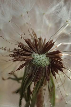 Taraxacum plumbeum agg. \ Fr�nkischer Schwielen-L�wenzahn / Franconian Lesser Dandelion, D Graben-Neudorf 23.4.2025