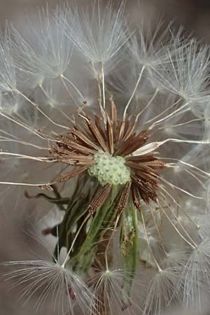 Taraxacum plumbeum agg. \ Fr�nkischer Schwielen-L�wenzahn / Franconian Lesser Dandelion, D Graben-Neudorf 23.4.2025