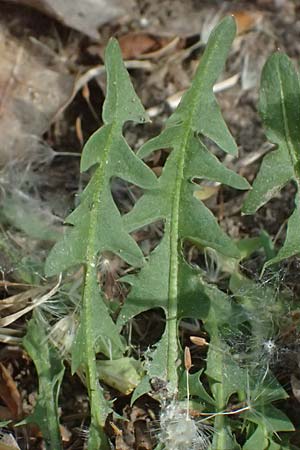 Taraxacum plumbeum agg. \ Fr�nkischer Schwielen-L�wenzahn / Franconian Lesser Dandelion, D Graben-Neudorf 23.4.2025