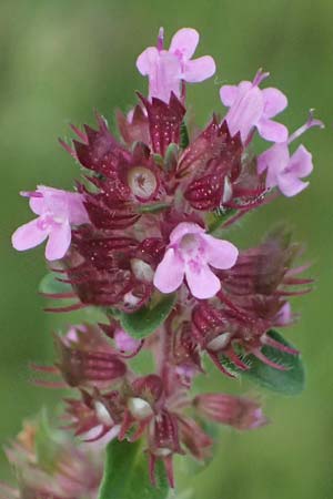 Thymus pulegioides \ Arznei-Thymian, Gemeiner Thymian / Large Thyme, D Trennfurt 30.8.2025
