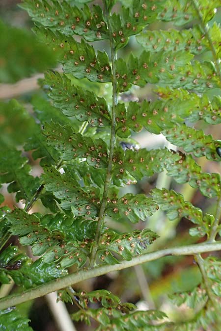 Dryopteris dilatata \ Breitbl�ttriger Dornfarn, Gro�er Dornfarn / Broad Buckler Fern, D Isny 31.10.2025