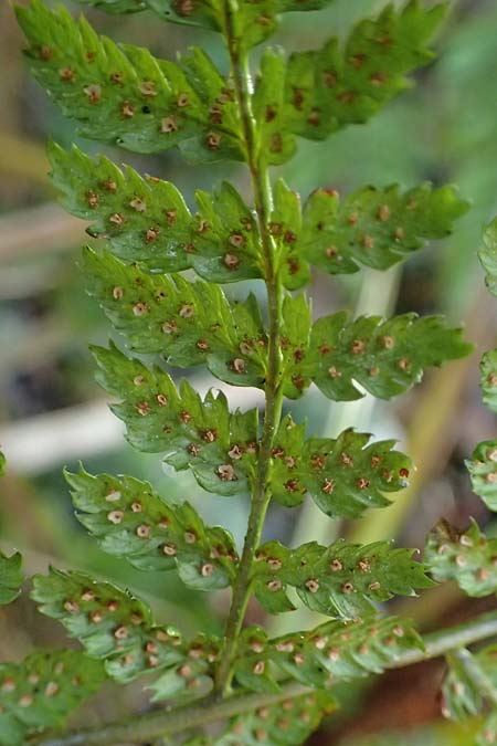 Dryopteris dilatata \ Breitbl�ttriger Dornfarn, Gro�er Dornfarn / Broad Buckler Fern, D Isny 31.10.2025