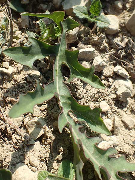 Taraxacum quadrangulum \ Bl�ulichbl�ttriger L�wenzahn / Bluish-Leaved Dandelion, D Werbach 8.4.2017