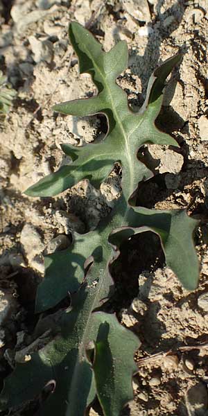 Taraxacum quadrangulum \ Bl�ulichbl�ttriger L�wenzahn / Bluish-Leaved Dandelion, D Werbach 8.4.2017