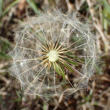 Taraxacum multilepis \ Reichschuppiger Sumpf-L�wenzahn / Many-Scaled Marsh Dandelion, D Konstanz 24.4.2018