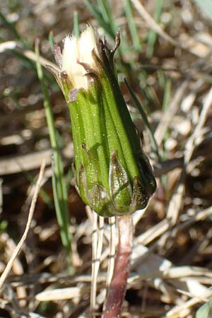 Taraxacum multilepis \ Reichschuppiger Sumpf-L�wenzahn / Many-Scaled Marsh Dandelion, D Konstanz 24.4.2018