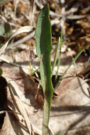 Taraxacum multilepis \ Reichschuppiger Sumpf-L�wenzahn / Many-Scaled Marsh Dandelion, D Konstanz 24.4.2018