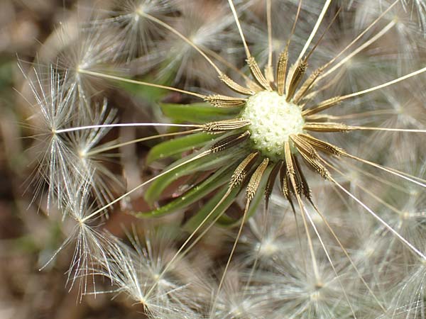 Taraxacum multilepis \ Reichschuppiger Sumpf-L�wenzahn / Many-Scaled Marsh Dandelion, D Konstanz 24.4.2018