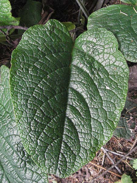 Trachystemon orientalis \ Blaubl&uuml;tiger Rauling / Oriental Borage, Abraham-Isaac-Jacob, D Botan. Gar.  Universit.  Heidelberg 22.5.2007