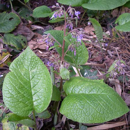 Trachystemon orientalis \ Blaubl&uuml;tiger Rauling / Oriental Borage, Abraham-Isaac-Jacob, D Botan. Gar.  Universit.  Heidelberg 13.3.2008