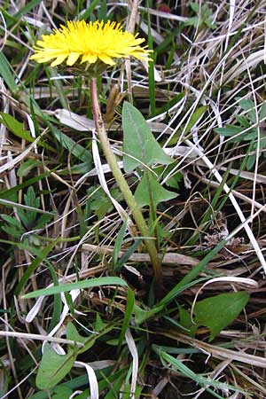 Taraxacum rutilum \ Rotgestreifter L�wenzahn / Red-Striped Dandelion, D M&uuml;nzenberg 25.4.2015