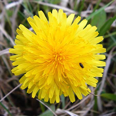 Taraxacum rutilum \ Rotgestreifter L�wenzahn / Red-Striped Dandelion, D M&uuml;nzenberg 25.4.2015