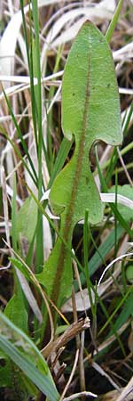Taraxacum rutilum \ Rotgestreifter L�wenzahn / Red-Striped Dandelion, D M&uuml;nzenberg 25.4.2015