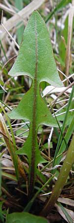 Taraxacum rutilum \ Rotgestreifter L�wenzahn / Red-Striped Dandelion, D M&uuml;nzenberg 25.4.2015