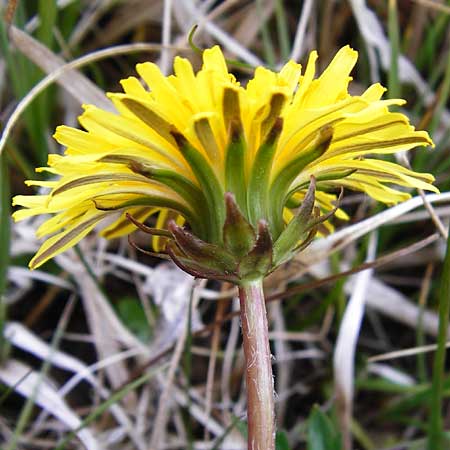 Taraxacum rutilum \ Rotgestreifter L�wenzahn / Red-Striped Dandelion, D M&uuml;nzenberg 25.4.2015