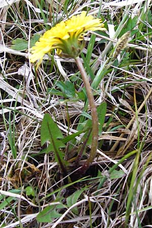 Taraxacum rutilum \ Rotgestreifter L�wenzahn / Red-Striped Dandelion, D M&uuml;nzenberg 25.4.2015