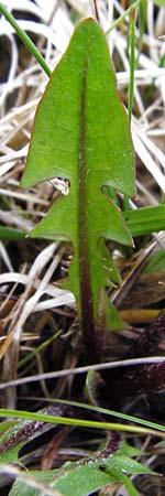 Taraxacum rutilum \ Rotgestreifter L�wenzahn / Red-Striped Dandelion, D M&uuml;nzenberg 25.4.2015