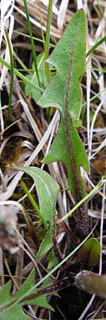 Taraxacum rutilum \ Rotgestreifter L�wenzahn / Red-Striped Dandelion, D M&uuml;nzenberg 25.4.2015