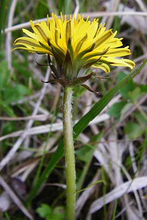 Taraxacum rutilum \ Rotgestreifter L�wenzahn / Red-Striped Dandelion, D M&uuml;nzenberg 25.4.2015