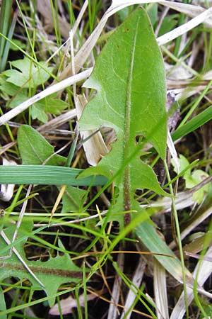 Taraxacum rutilum \ Rotgestreifter L�wenzahn / Red-Striped Dandelion, D M&uuml;nzenberg 25.4.2015