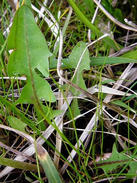 Taraxacum rutilum \ Rotgestreifter L�wenzahn / Red-Striped Dandelion, D M&uuml;nzenberg 25.4.2015