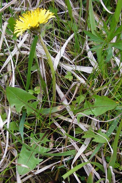 Taraxacum rutilum \ Rotgestreifter L�wenzahn / Red-Striped Dandelion, D M&uuml;nzenberg 25.4.2015