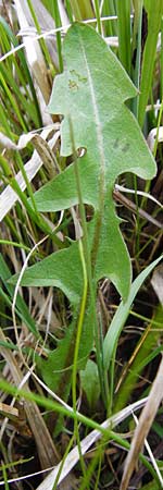 Taraxacum rutilum \ Rotgestreifter L�wenzahn / Red-Striped Dandelion, D M&uuml;nzenberg 25.4.2015