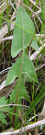 Taraxacum rutilum \ Rotgestreifter L�wenzahn / Red-Striped Dandelion, D M&uuml;nzenberg 25.4.2015