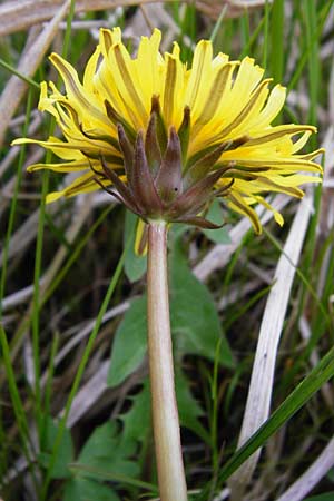 Taraxacum rutilum \ Rotgestreifter L�wenzahn / Red-Striped Dandelion, D M&uuml;nzenberg 25.4.2015