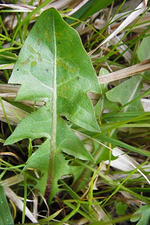 Taraxacum rutilum \ Rotgestreifter L�wenzahn / Red-Striped Dandelion, D M&uuml;nzenberg 25.4.2015