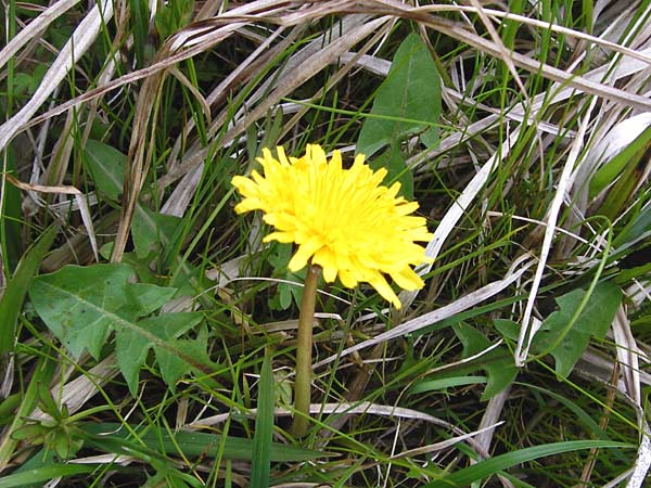 Taraxacum rutilum \ Rotgestreifter L�wenzahn / Red-Striped Dandelion, D M&uuml;nzenberg 25.4.2015
