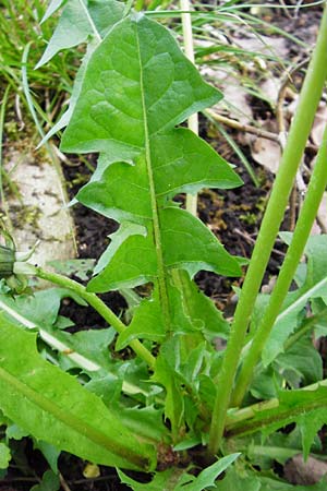 Taraxacum ekmanii ? \ Ekmans L�wenzahn / Ekman's Dandelion, D Offenbach am Main 2.5.2015