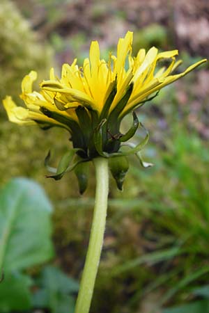 Taraxacum ekmanii ? \ Ekmans L�wenzahn / Ekman's Dandelion, D Offenbach am Main 2.5.2015